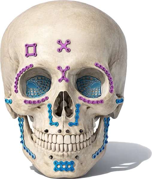 maxillofacial SKULL with shadow